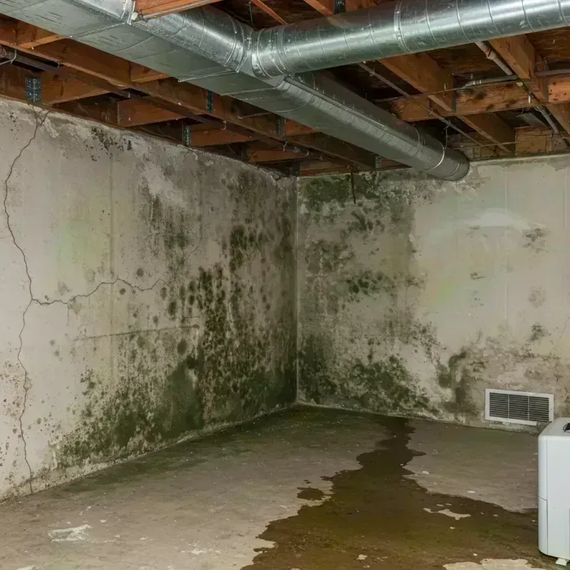 Professional Mold Removal in Lake Monticello, VA